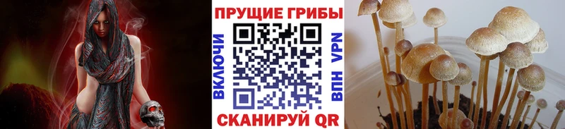 купить  цена  мега зеркало  Псилоцибиновые грибы Cubensis  Светогорск 